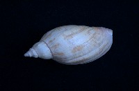 藏品(麥哲倫渦螺)的圖片